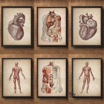 Реколта картина за анатомията на мускулите на лицето, Стенни картина медицинска клиника, Скелет, система от органи, печат върху платно, Плакат за образование на тялото